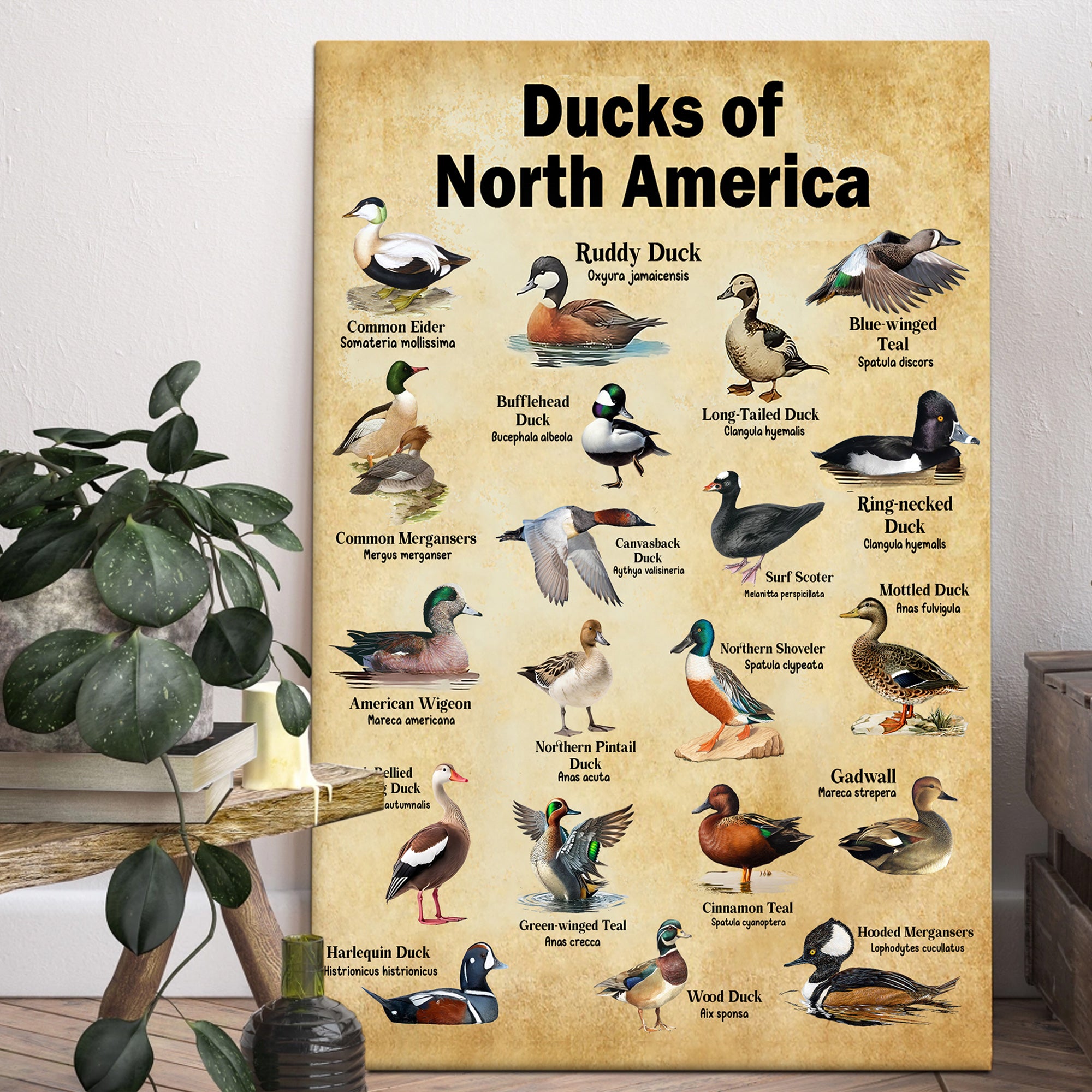 Ducks of North America Canvas – Educational Wall Art for Hunters & Nature Lovers