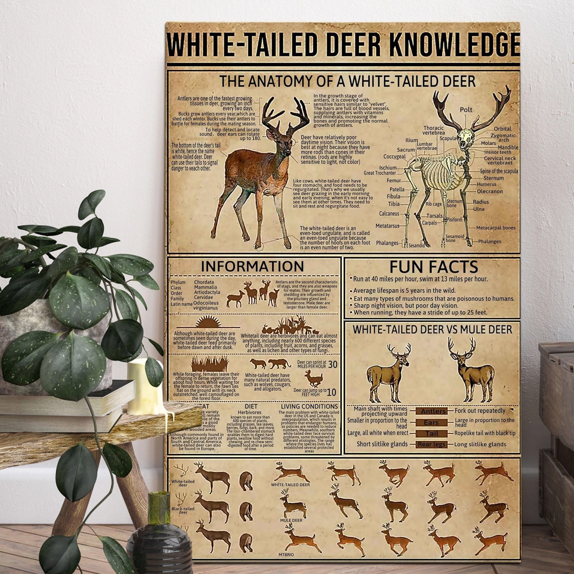 White-Tailed Deer Knowledge Canvas– Hunting Wall Art for Cabin, Lodge & Wildlife Lovers