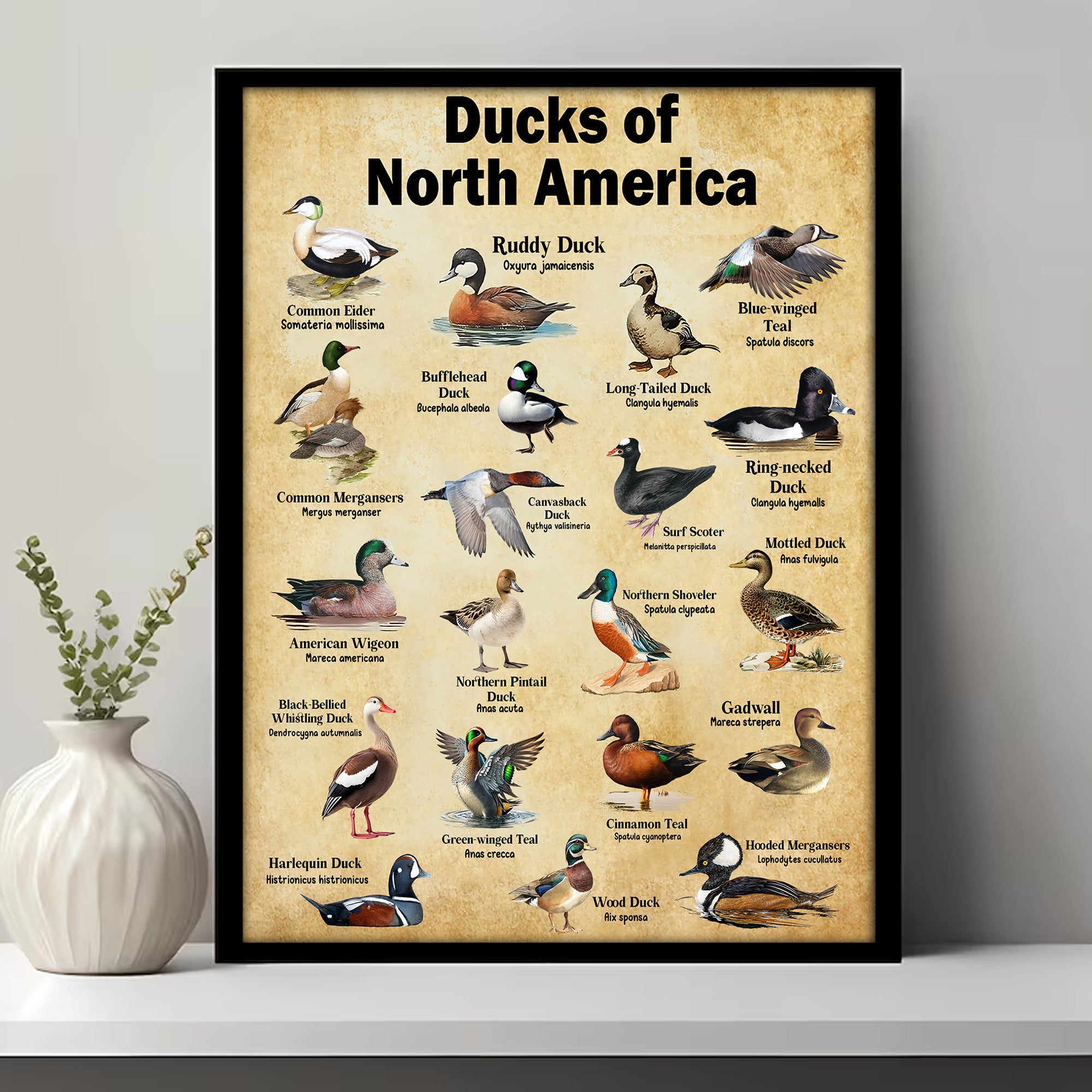 Ducks of North America Canvas – Educational Wall Art for Hunters & Nature Lovers