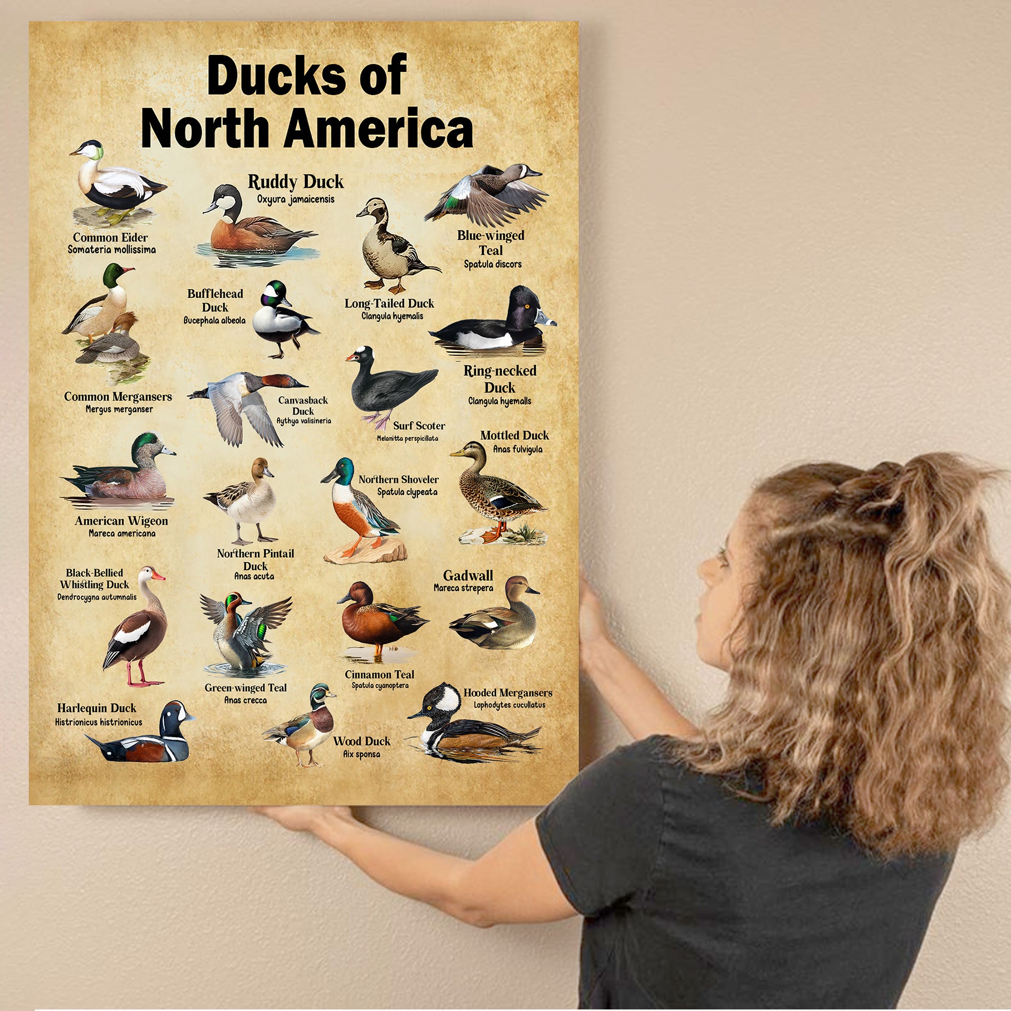 Ducks of North America Canvas – Educational Wall Art for Hunters & Nature Lovers