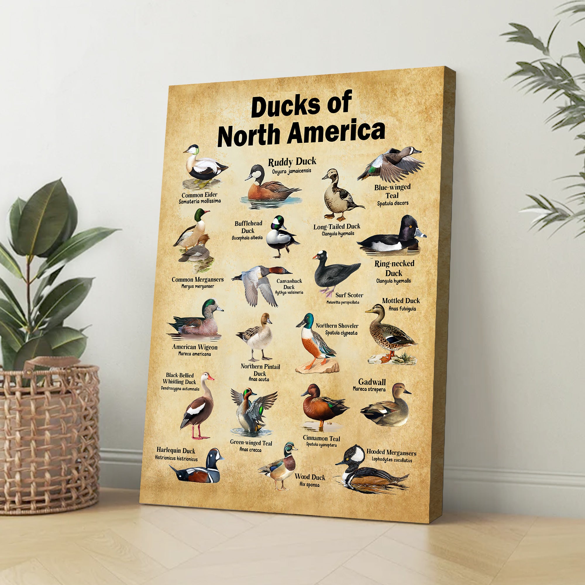 Ducks of North America Canvas – Educational Wall Art for Hunters & Nature Lovers