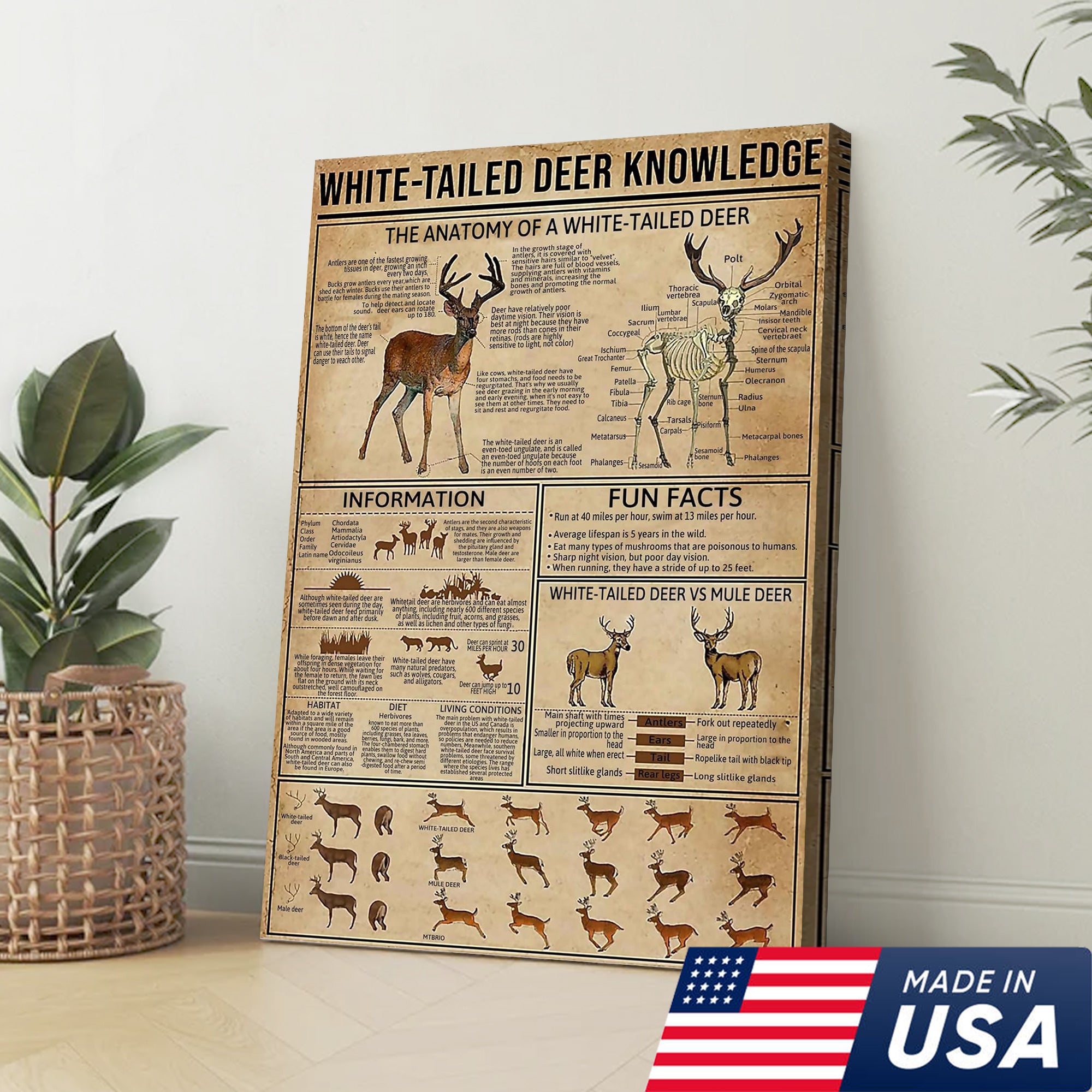 White-Tailed Deer Knowledge Canvas– Hunting Wall Art for Cabin, Lodge & Wildlife Lovers