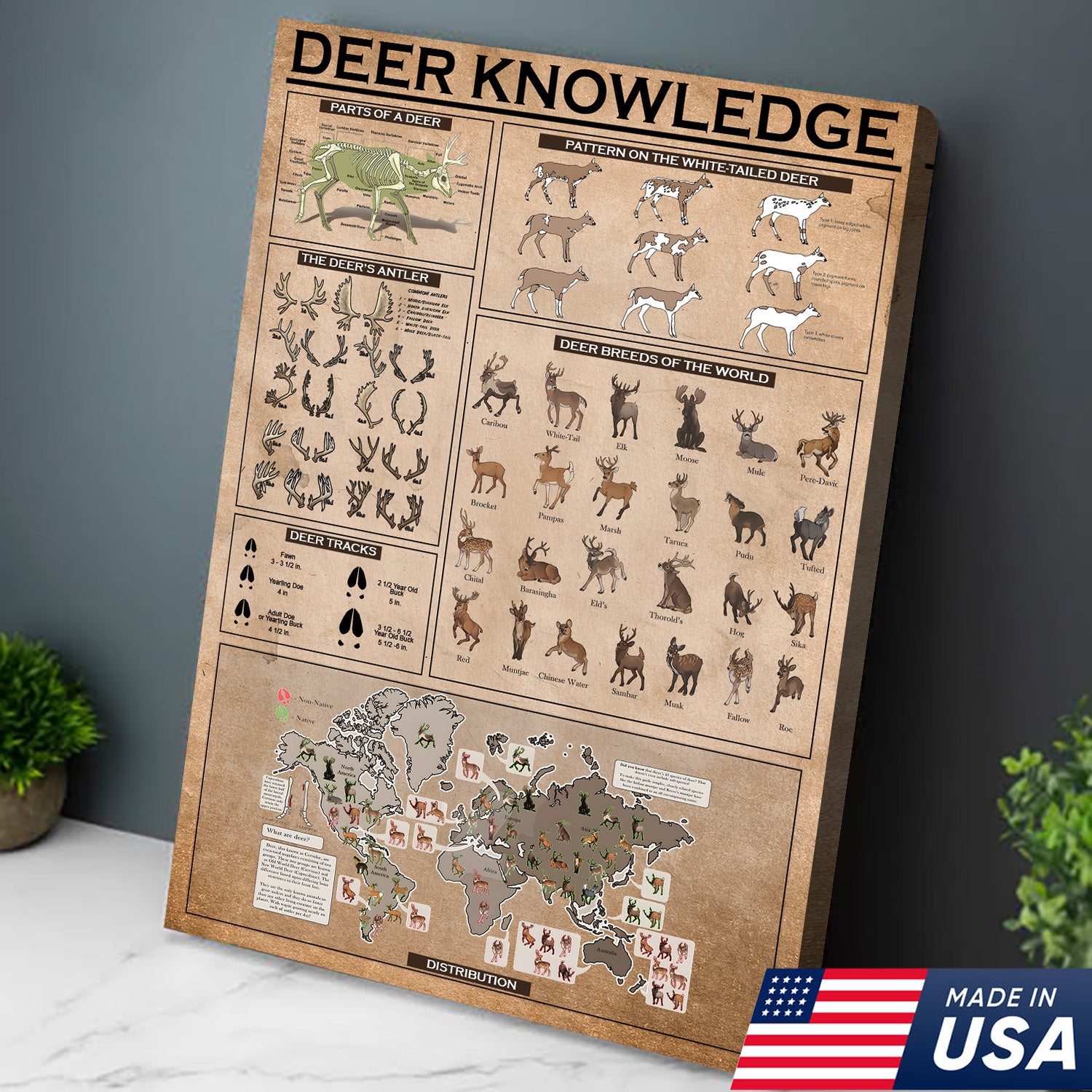 Deer Knowledge Canvas – Anatomy, Antlers, Tracks & Breeds Educational Wall Art - Hunting Lodge Educational Canvas Decor
