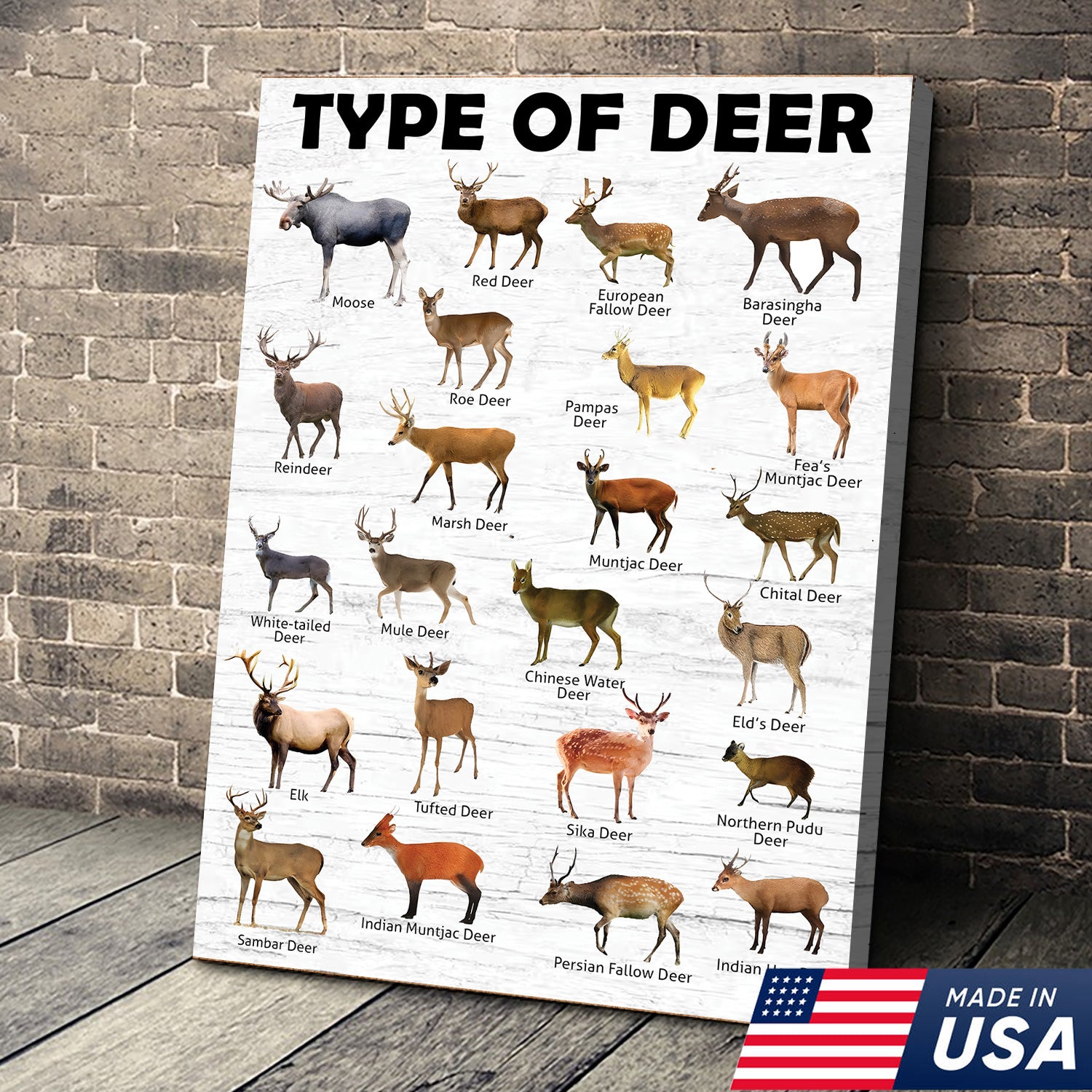 Deer Species Wall Art - Wildlife Educational Canvas - Hunting Lodge Decoration