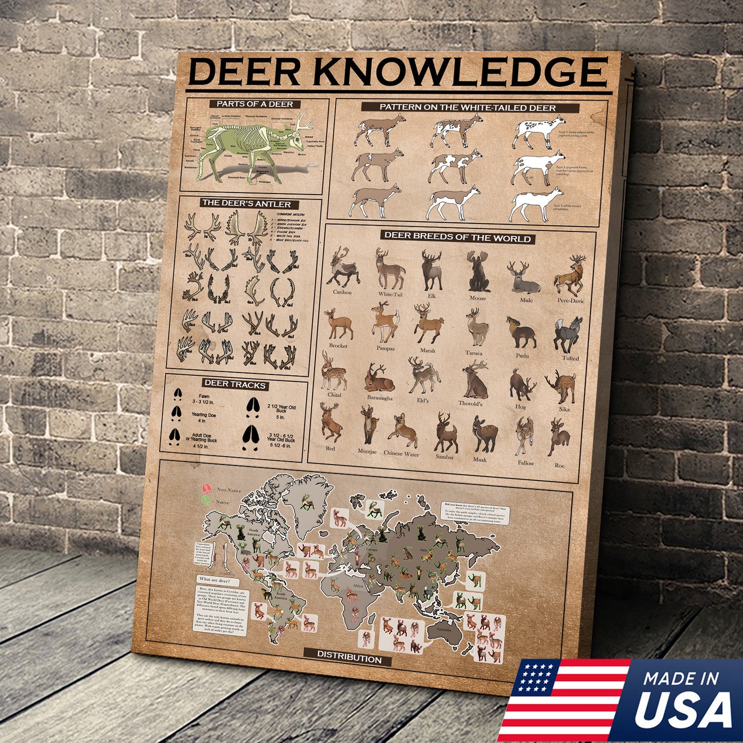 Deer Knowledge Canvas – Anatomy, Antlers, Tracks & Breeds Educational Wall Art - Hunting Lodge Educational Canvas Decor