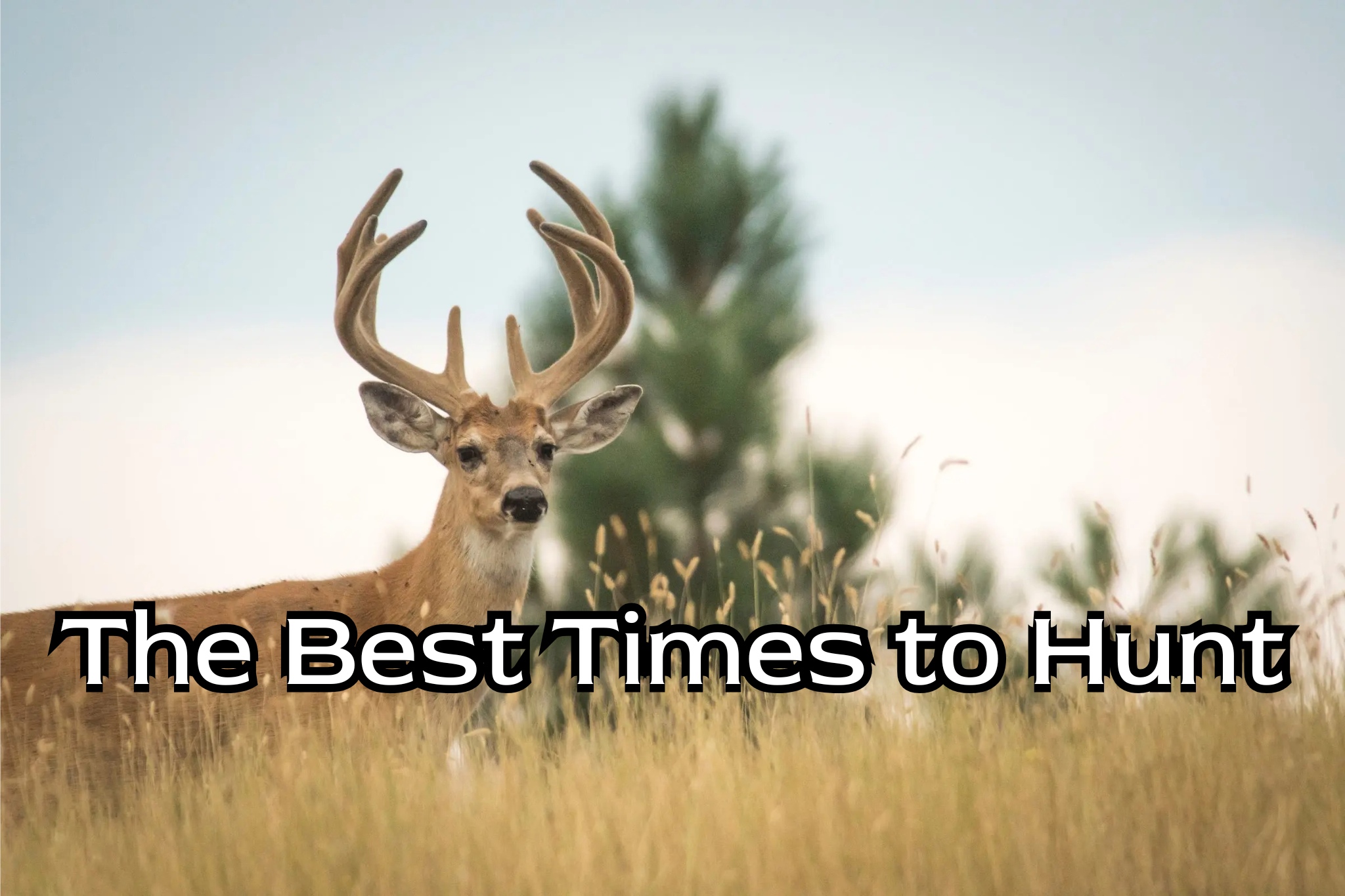 The Best Times to Hunt Deer, Wild Boar, and Turkey: Seasonal Strategy Guide