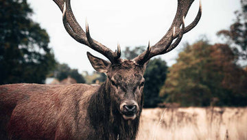 How to Track Game: Advanced Techniques for Experienced Hunters