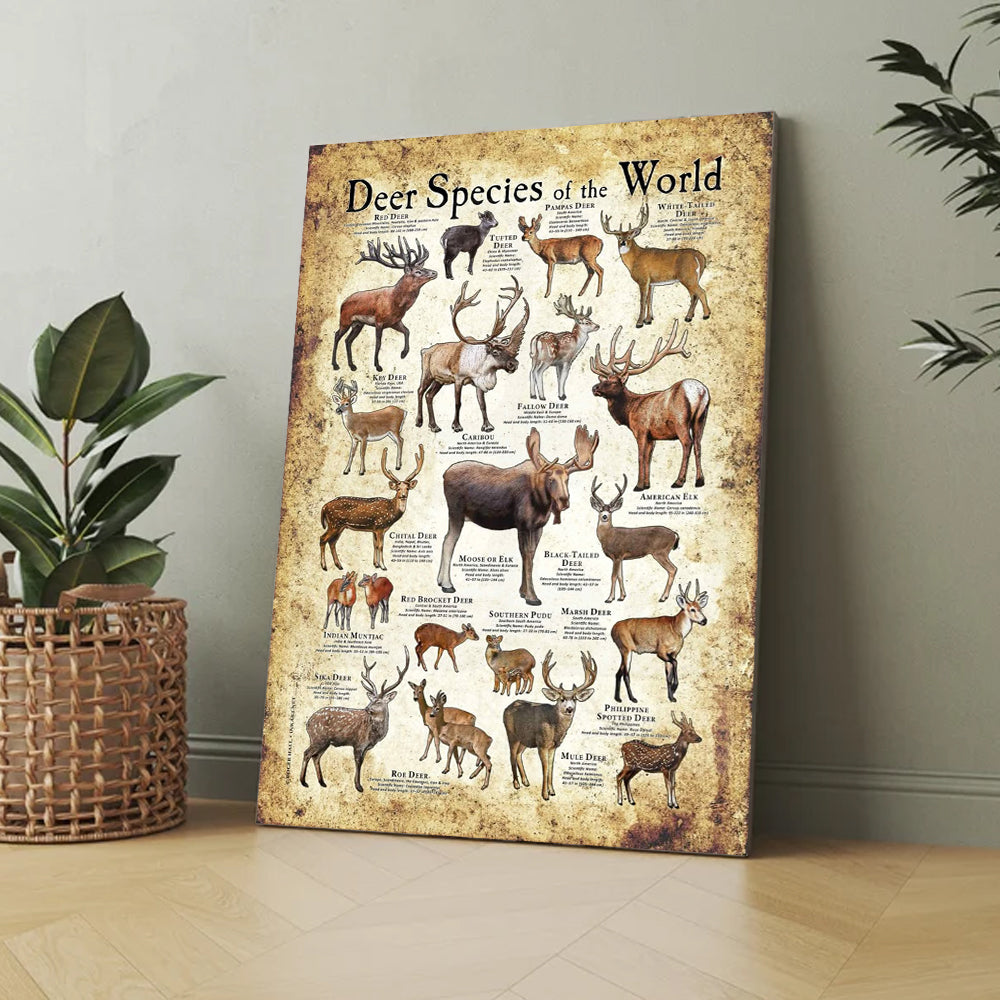 Deer Species of the World Poster Canvas - Guide for Hunting Enthusiasts, Featuring 20+ Deer Species and Their Unique Characteristics
