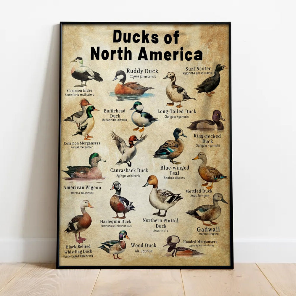 Waterfowl Species Guide Poster – Duck Hunting Gift for Men Who Love Nature and the Outdoors
