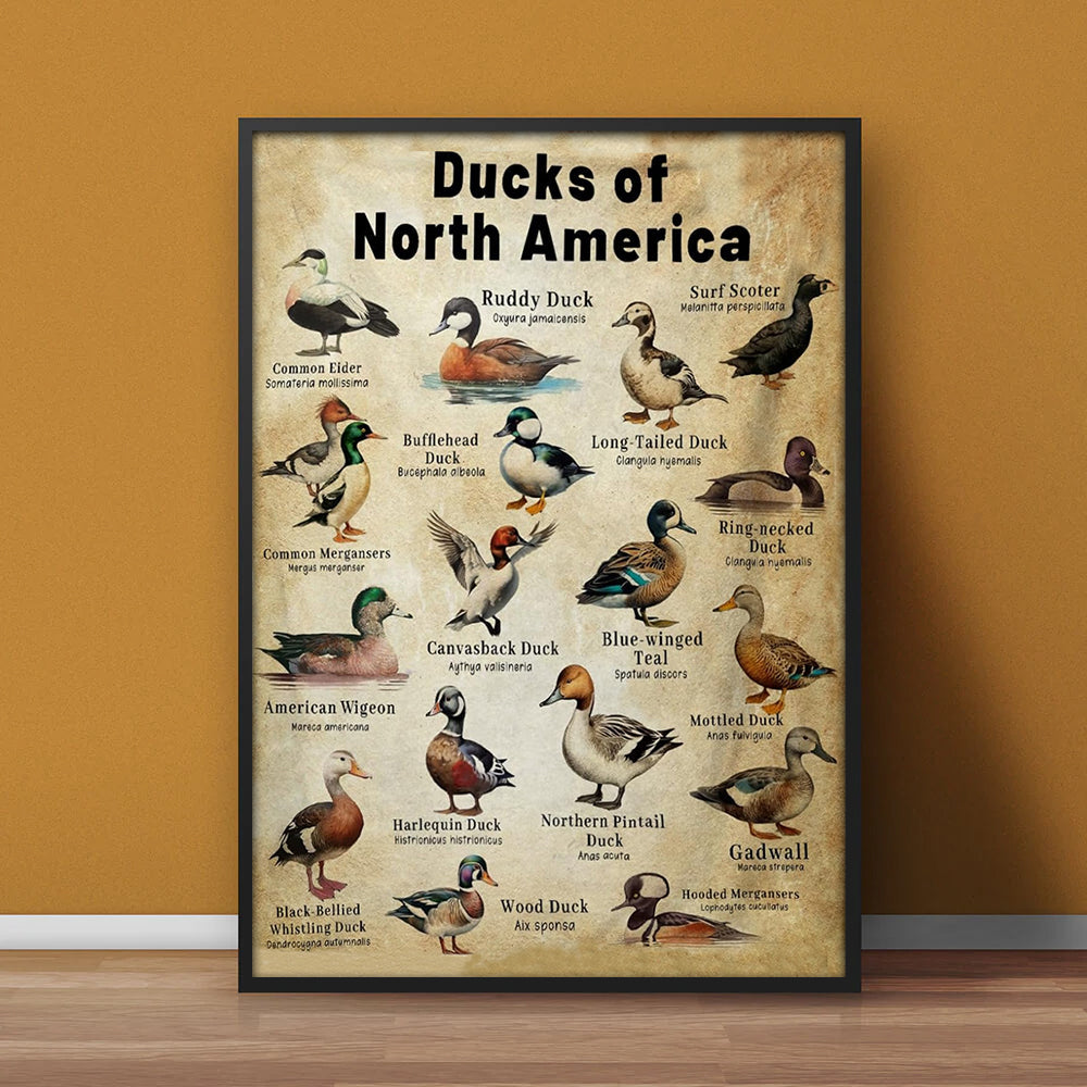 Waterfowl Species Guide Poster – Duck Hunting Gift for Men Who Love Nature and the Outdoors
