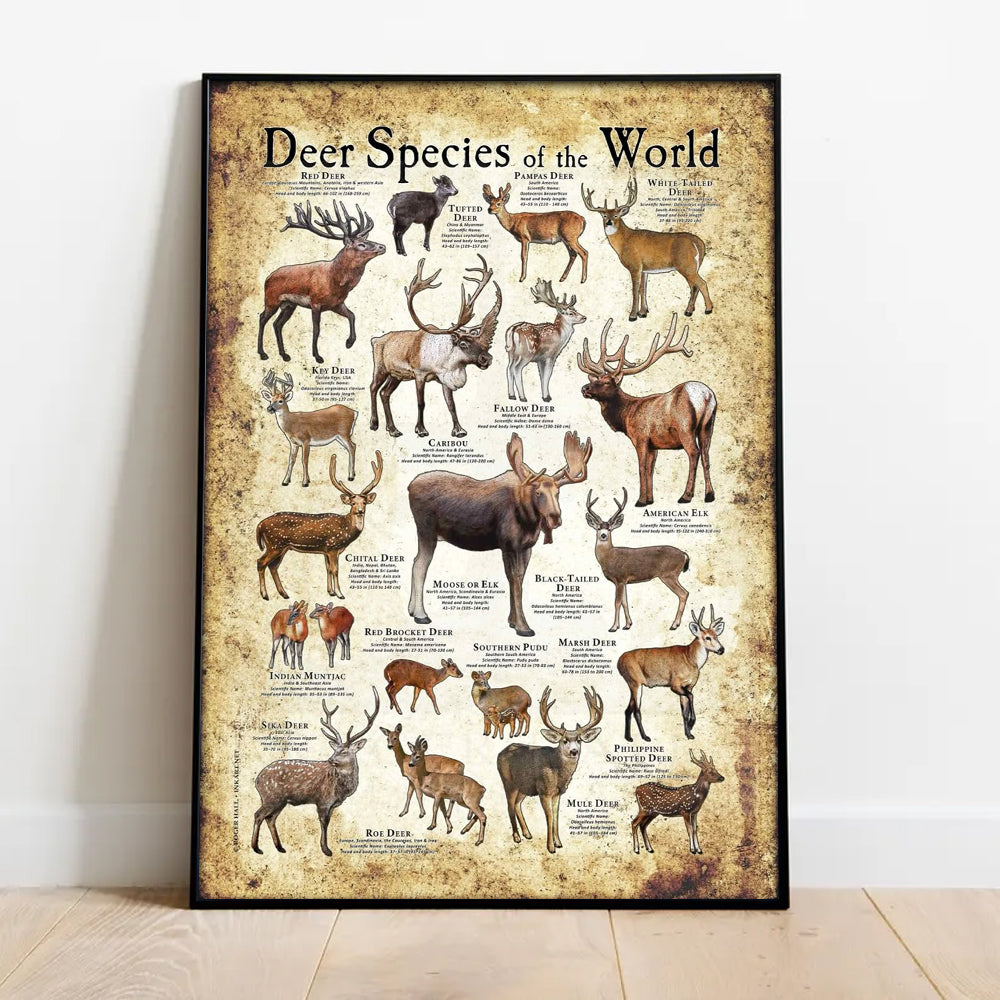Deer Species of the World Poster Canvas - Guide for Hunting Enthusiasts, Featuring 20+ Deer Species and Their Unique Characteristics
