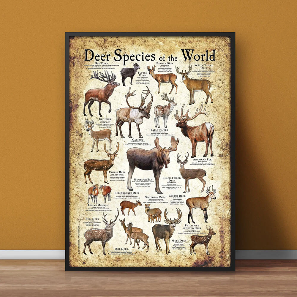 Deer Species of the World Poster Canvas - Guide for Hunting Enthusiasts, Featuring 20+ Deer Species and Their Unique Characteristics