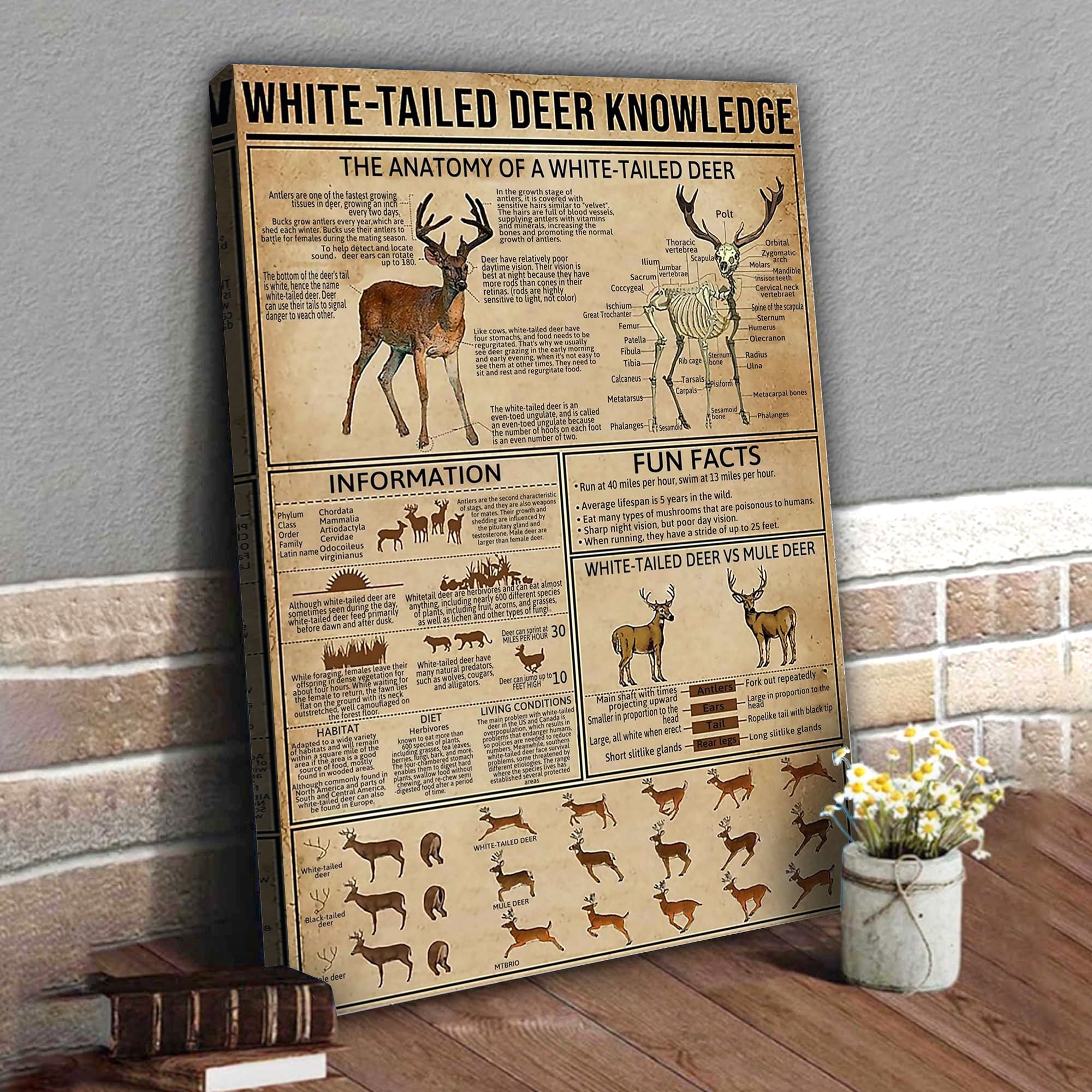 White-Tailed Deer Knowledge Canvas– Hunting Wall Art for Cabin, Lodge & Wildlife Lovers