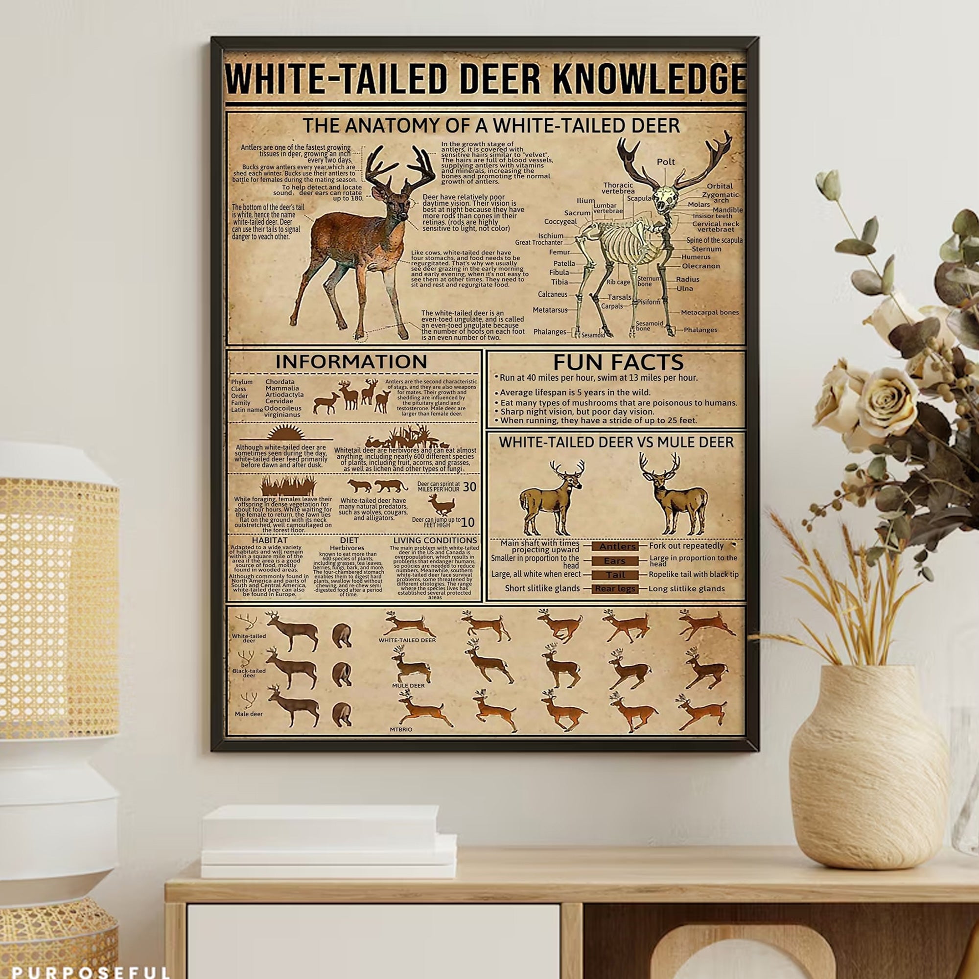 White-Tailed Deer Knowledge Canvas– Hunting Wall Art for Cabin, Lodge & Wildlife Lovers