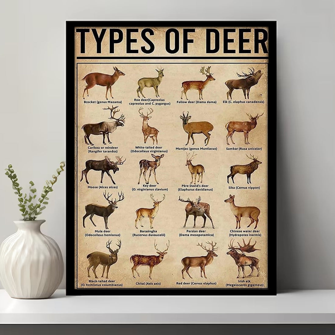 Types of Deer Canvas – Educational Deer Hunting Wall Art & Wildlife Guide, Perfect Decor for Hunters & Wildlife Lovers