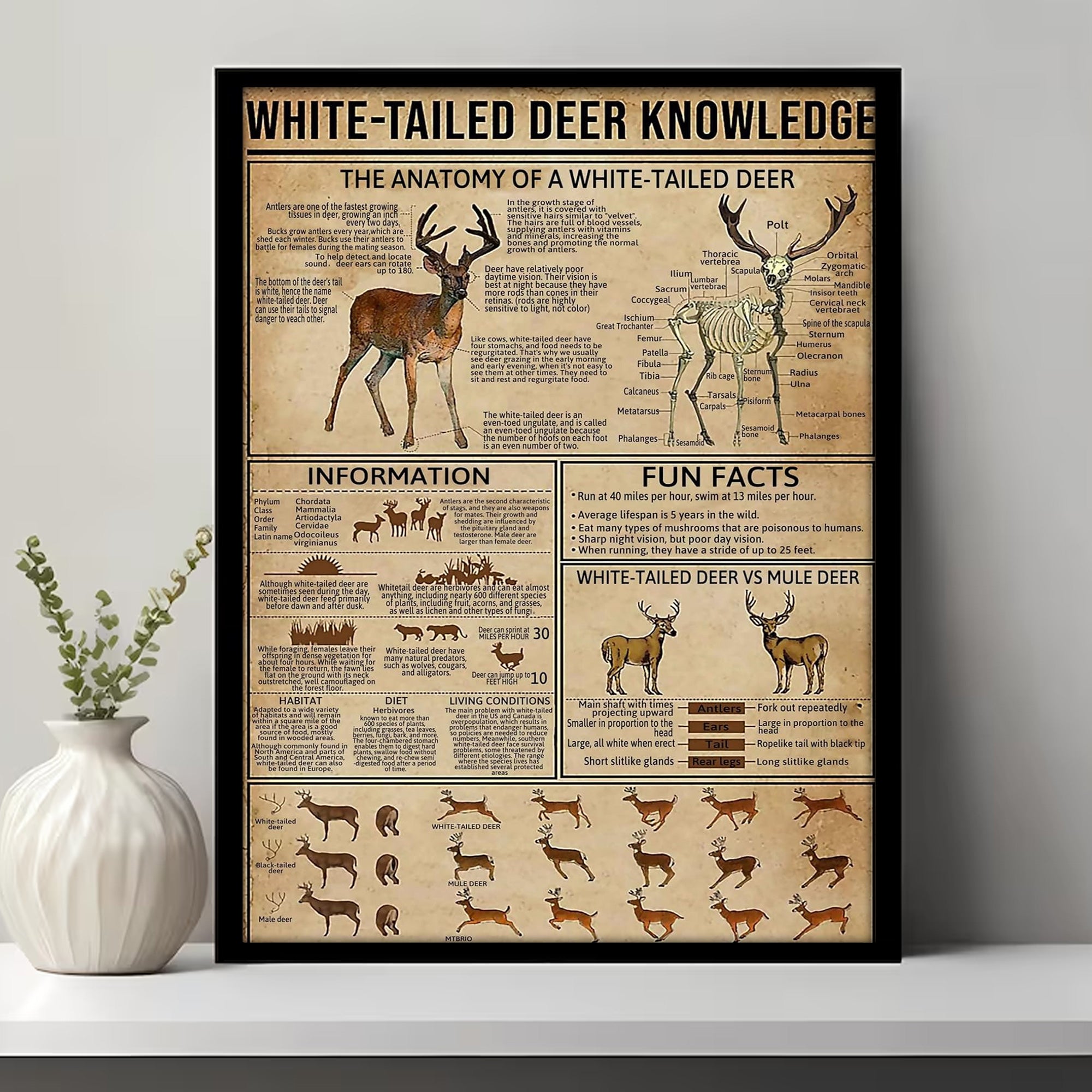 White-Tailed Deer Knowledge Canvas– Hunting Wall Art for Cabin, Lodge & Wildlife Lovers