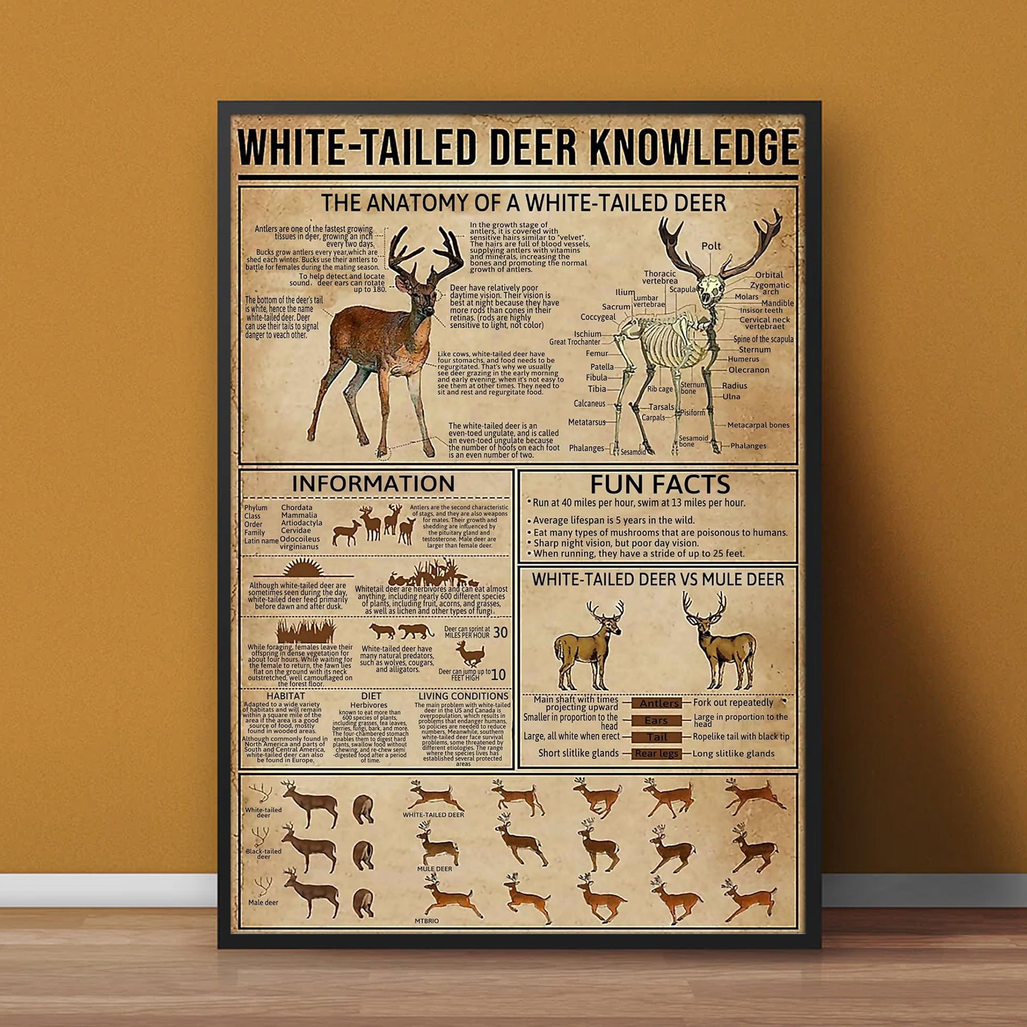 White-Tailed Deer Knowledge Canvas– Hunting Wall Art for Cabin, Lodge & Wildlife Lovers